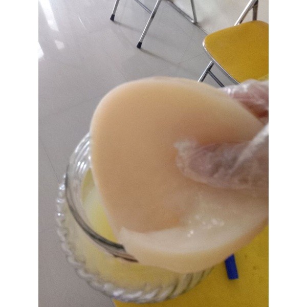 

scoby besar + starter untuk pembuatan 4-5 liter kombucha.