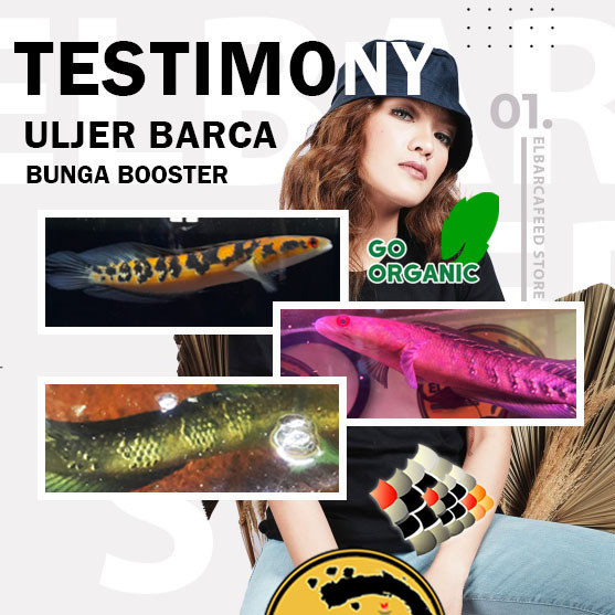 PELET BUNGA SHRIMPELET BARCA 30g pemecah cabung bunga solid pakan channa maru YS RED +Melanin Guanin