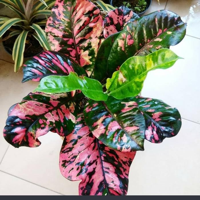 

tanaman hias puring Oscar bibit + pot putih