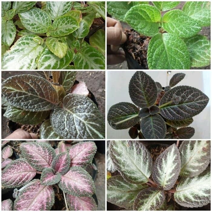 

tanaman gantung episcia - bludru - pot gantung - bibit murah - beludru