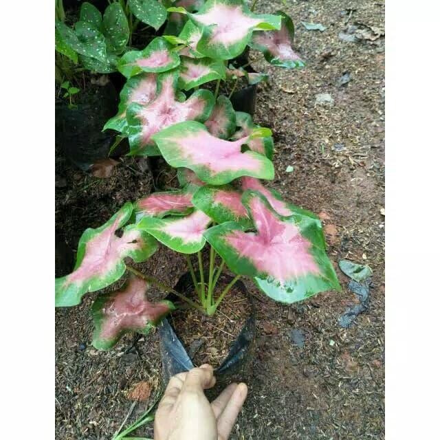 

Tanaman keladi hias pink mini - Bibit Pohon Keladi Mini Pink