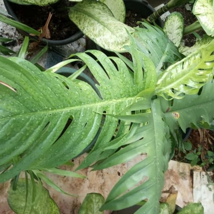 

bibit tanaman daun ekor naga // monstera epiprenum pitanium