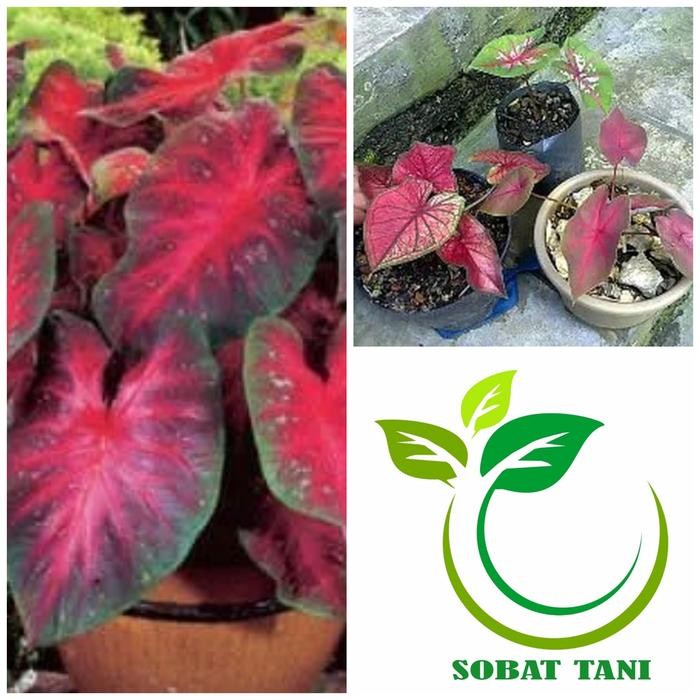 

Bibit Tanaman Daun Keladi Merah Red Star