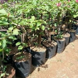 

Bibit Tanaman Bugenvil Bunga Kertas Putih