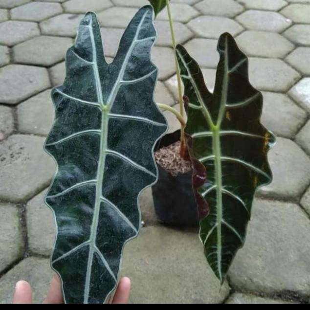 

bibit tanaman hias keladi amazon