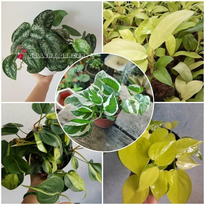 

Paket 5 Tanaman Sirih - Bibit Tanaman Gantung