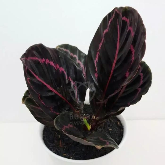 

bibit tanaman hias calathea black lipstik