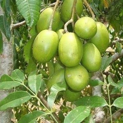 

bibit tanaman kedondong pohon kedondong