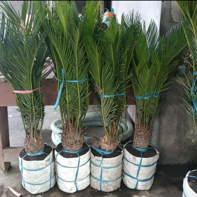 

tanaman hias bibit palem sikas jambe