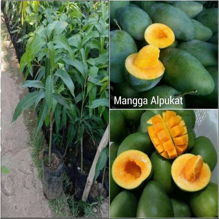 

bibit tanaman buah mangga alpokad unggulan