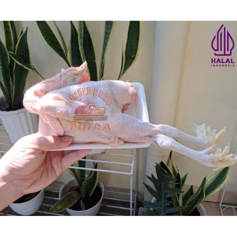 

Ayam Pejantan Termurah Bandung 0.7-0.8kg (bobot hidup)