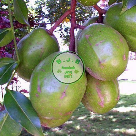 Bibit Buah Kedondong Bangkok Jumbo - Dondong Jumbo