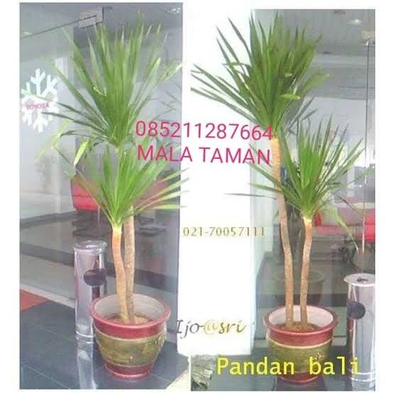 Tanaman pandan bali/tanaman hias pandan bali