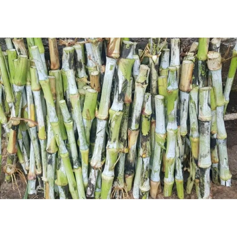 

Bibit Rumput Pakchong 1 Kg / Rumput Pakcong Bibit Super / Bibit Napier Pakchong / Bibit Pakchong