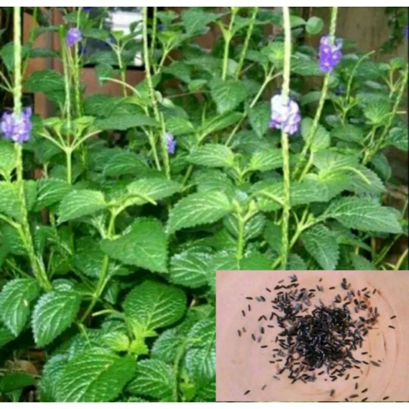 

BIJI PECUT KUDA ISI 150 BIJI TANAMAN PECUT KUDA / BENIH TANAMAN HERBAL PECUT KUDA / Biji jarong/