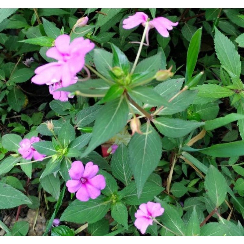 

Daun Pacar Air Hutan Segar 1 Kg / Pacar Leuweung(Impatiens balsamina L)