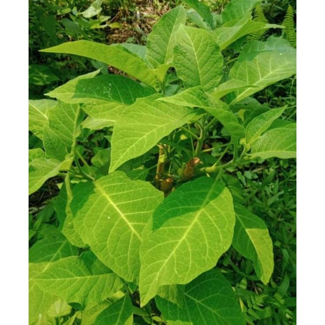 

Daun Kecubung Putih 1 kg / Daun Kecubung Hutan / Bunga Terompet Putih Kecubung Putih Hutan