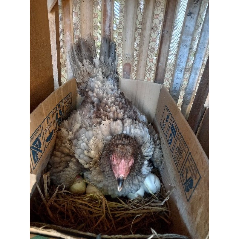 Fur Babies Telur Ayam Bangkok Silangan Pakoy