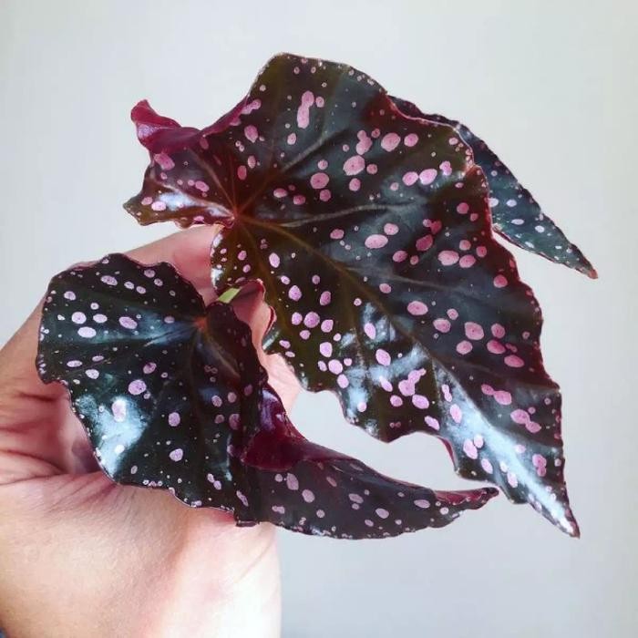 tanaman bibit begonia moca-tanaman hias begonia-bibit tanaman hias