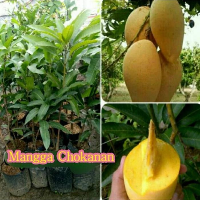 

Bibit Tanaman Pohon Mangga Chokanan Hasil Okulasi Jaminan Asli