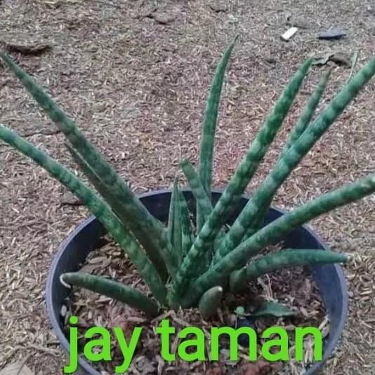 

tanaman hias bibit sensivera belut/air mancur