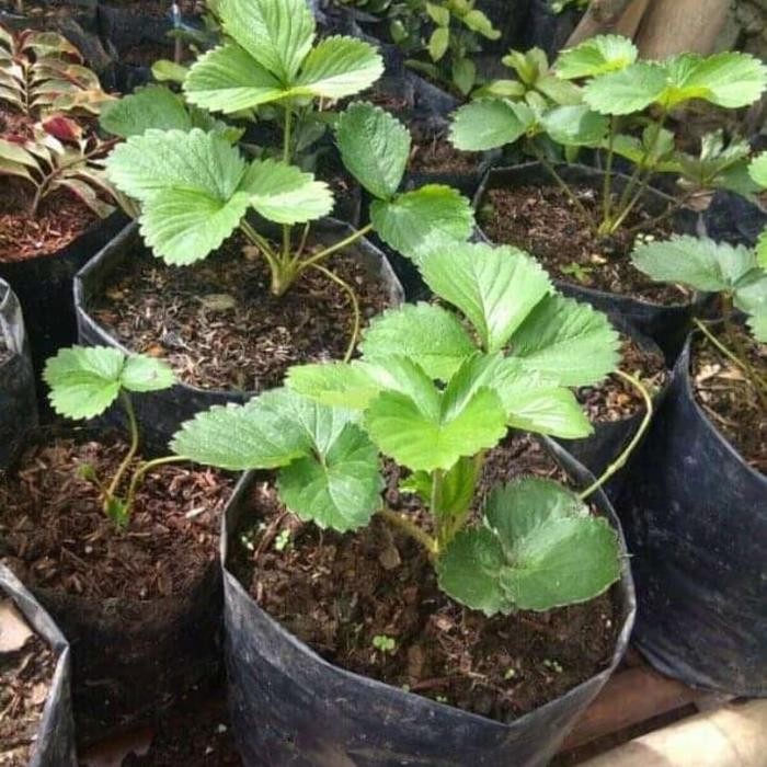 

bibit pohon setrobery ret giyat-australia jumbo/ tanaman buwah jumbo