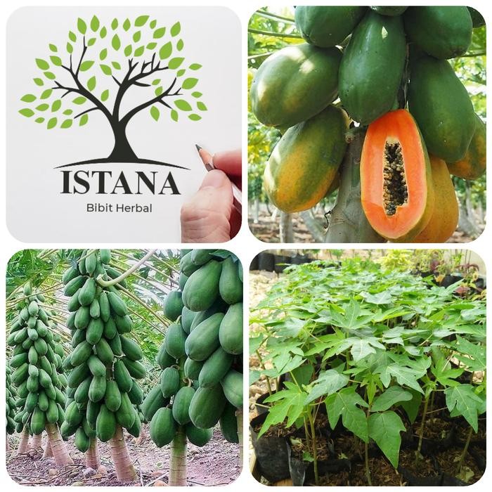 Bibit tanaman pepaya california bibit pohon pepaya california