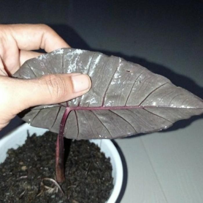 

tanaman hias keladi hitam - bibit keladi hitam