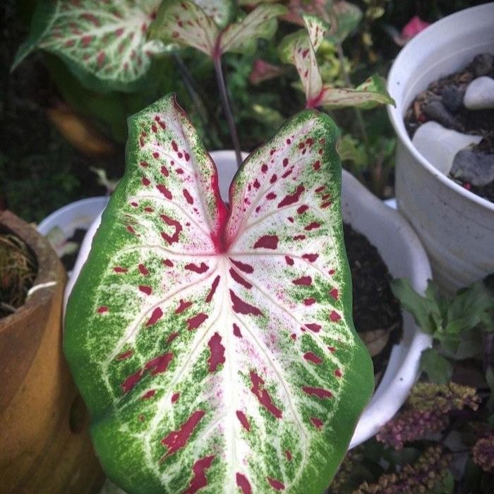 

bibit Tanaman hias keladi wayang - caladium wayang