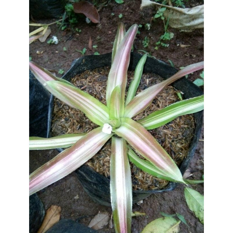 bibit pohon bromelia tricolor/tanaman hias bromelia