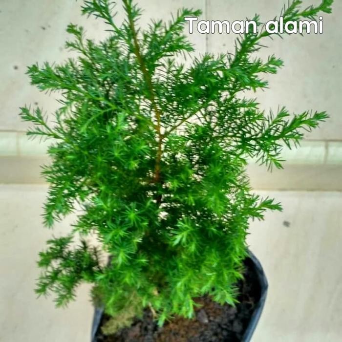 tanaman hias cemara lilin - bibit tanaman cemara lilin - cemara tretes