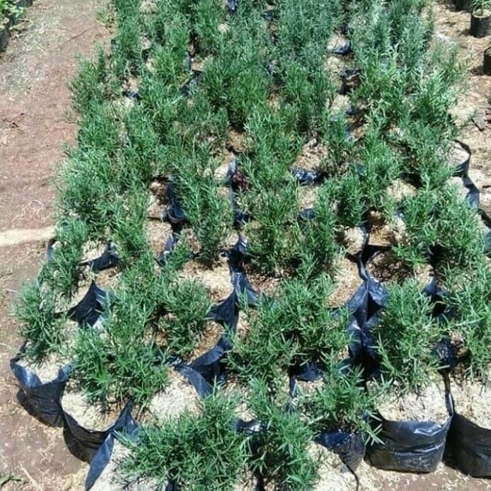 

bibit tanaman rose mary