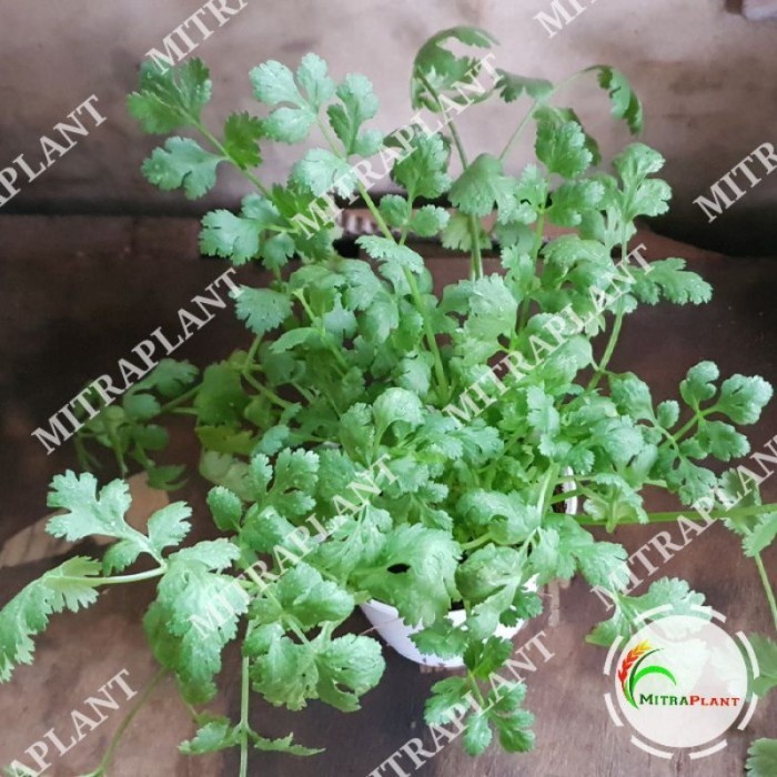 Terbaik Bibit Pohon Ketumbar Coriander - Tanaman Daun Ketumbar -