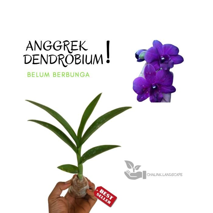 bibit angrek dendrobium dewasa siap berbunga bunga ungu - anggrek dendrobium - tanaman bunga anggrek