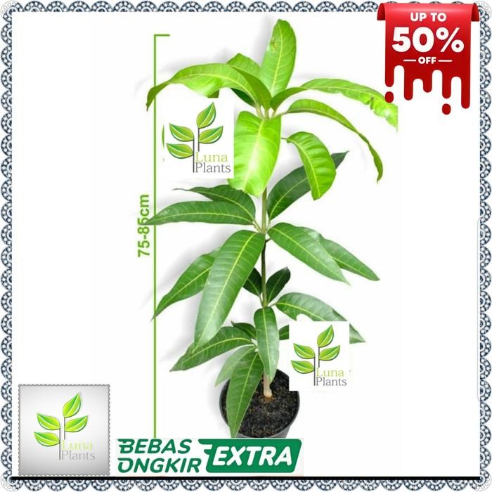 bibit tanaman buah mangga mahatir - bibit buah mangga mahatir