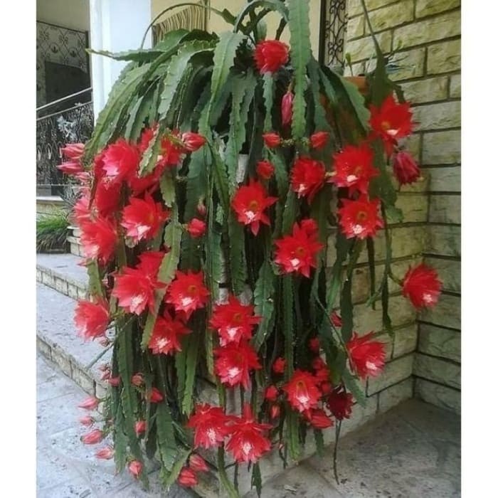 bibit bibit tanaman wijaya kusuma disocactus ackermanii yegtta 6638we