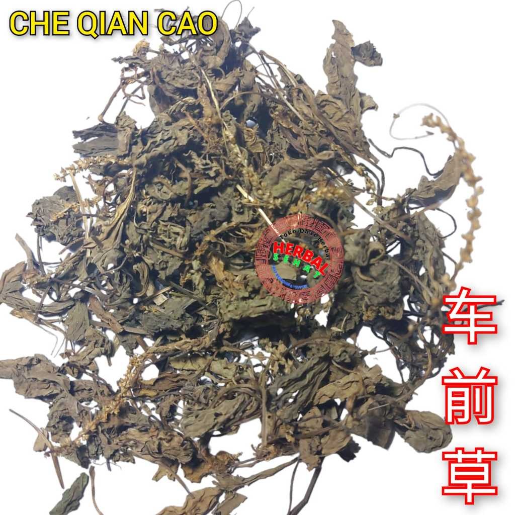 

50gram Herbal Che Qian Cao Ce Cien Cho Herba Plantaginis Grade [PREMIUM]