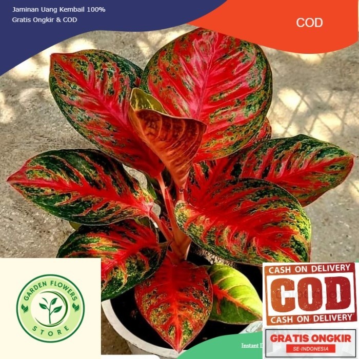 Aglonema Wulandari Anakan ( Bisa COD ) (COD)