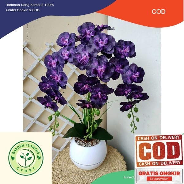 TERLARIS Anggrek Dendrobium - Anggrek Dendrobium Hidup -Tanaman Hias Hidup - Bunga Hidup Anggrek -