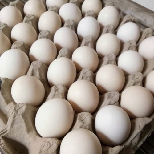 

TELUR AYAM KAMPUNG NABATI PER BUTIR TERLARIS