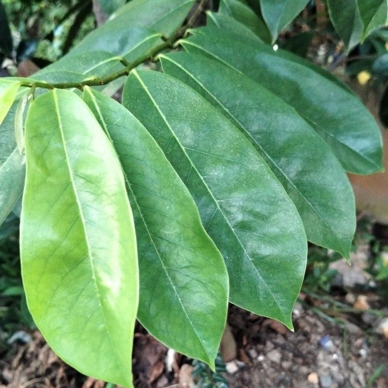 

DAUN SIRSAK SEGAR UNTUK HERBAL TERLARIS