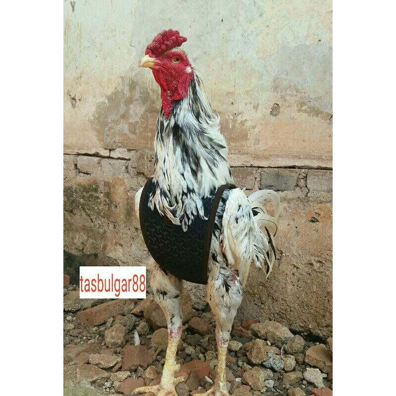 RB22 Baju ayam UNTULAN,Pelindung brangkot.