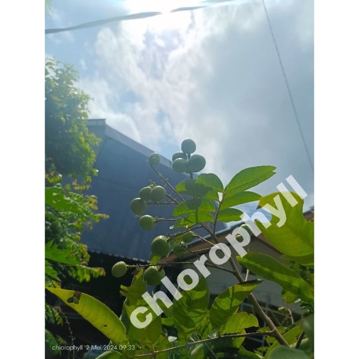 PUPUK ZUPER BOOSTER PELEBAT BUAH Beli 1 Dapat 10