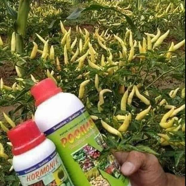 paket pupuk harmonik dan poc nasa pupuk buah dan sayuran pupuk cair