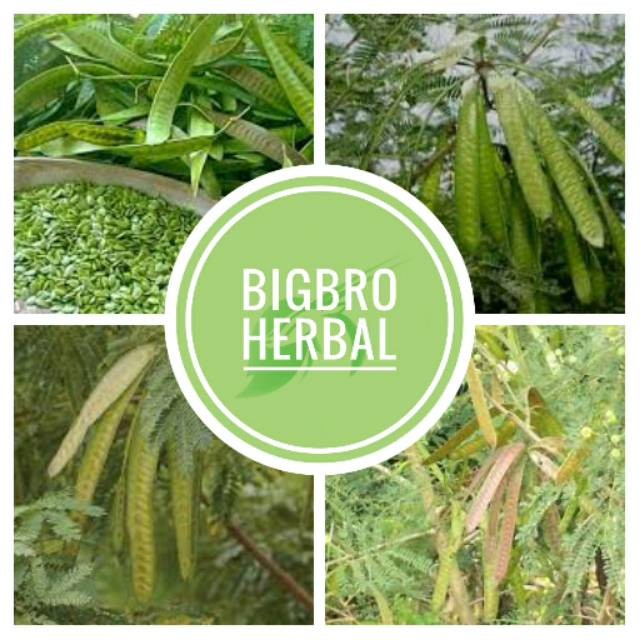 

petai cina 1 kg petai lamtoro segar buah petai segar