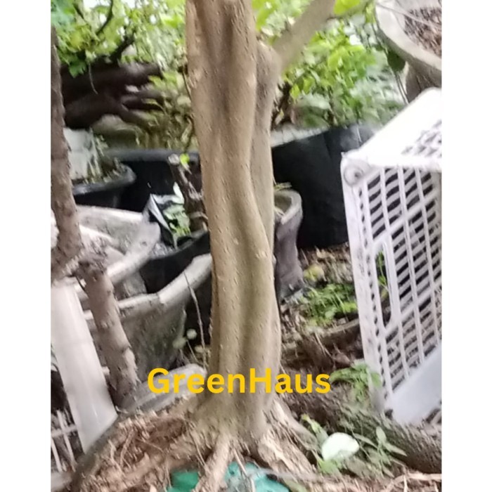 bahan bonsai brazilian rain tree cangkok tekstur btg berotot blimbing