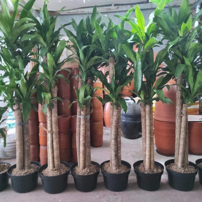 Tanaman Dracaena Fragrans / Dracaena