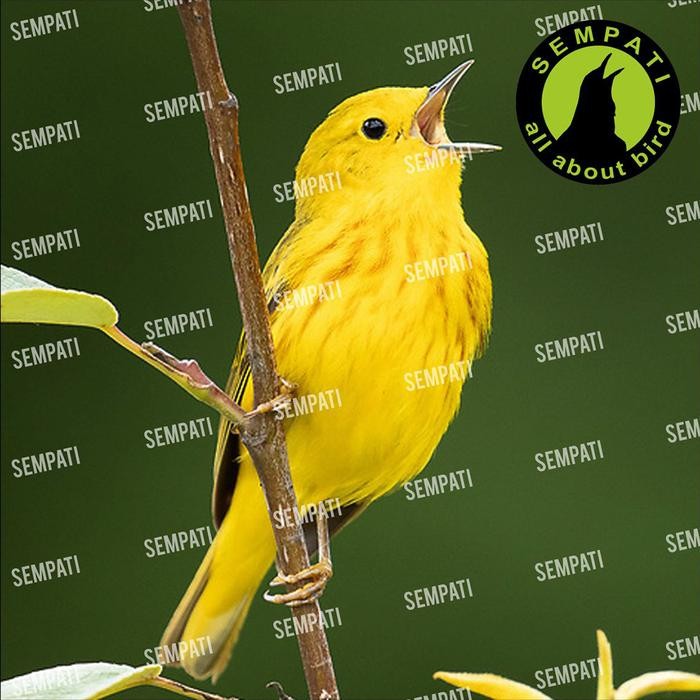 Pakan Burung Kenari Branjangan Golden Seed Premium Hw