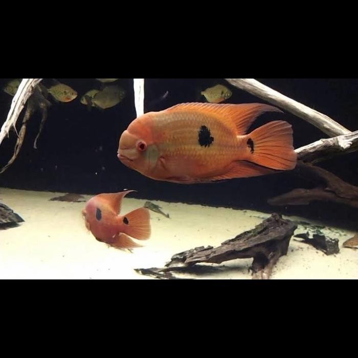 Hypselecara Temporalis (Chocolate Cichlid) - South American Cichlid