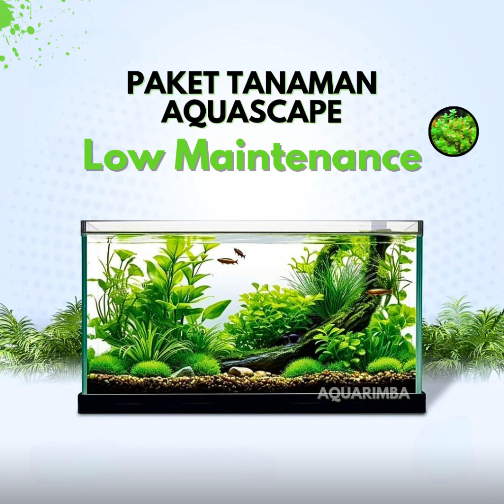 Wrmiaw - Paket Tanaman Aquascape Pemula ( Tumbuhan Air Hidup Hiasan Dekorasi Rumput Aquarium )